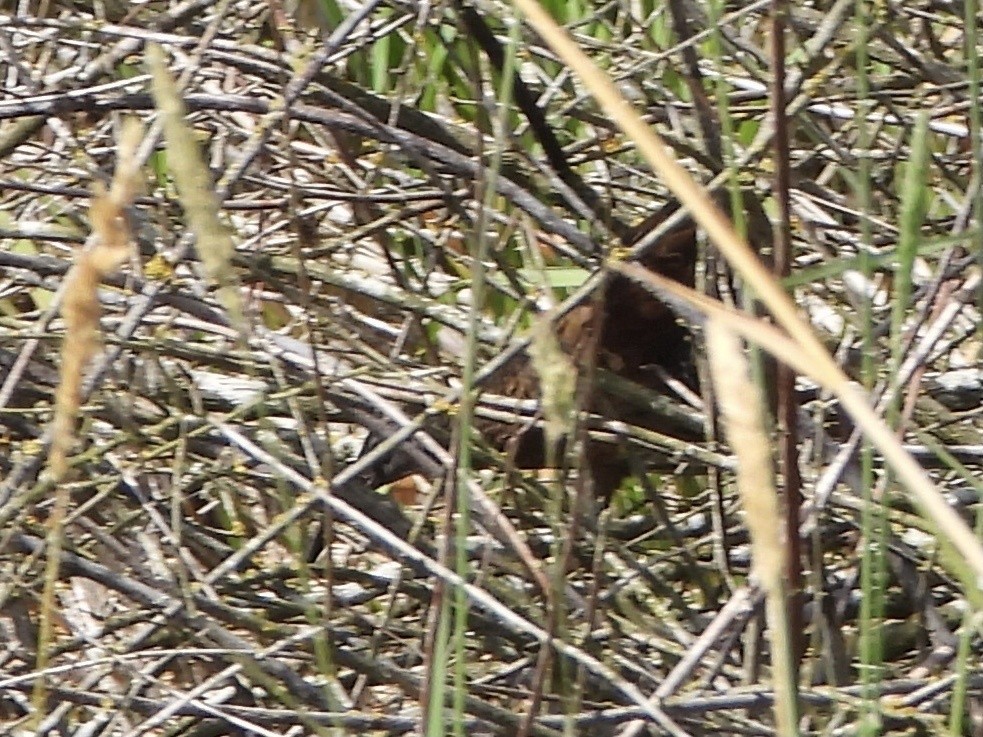 Virginia Rail - Justin Flint