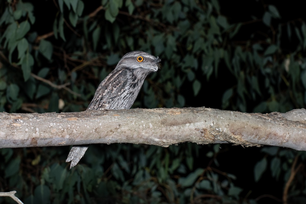 Tawny Frogmouth - ML430990151