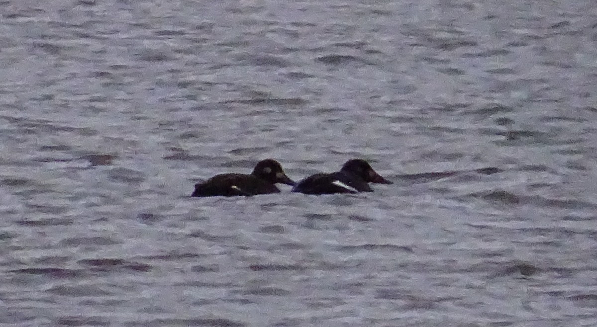 Velvet Scoter - Snæþór Aðalsteinsson