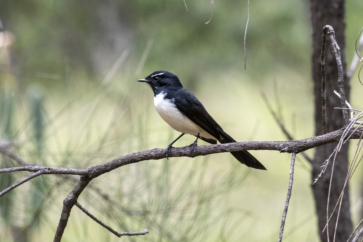 gallaviftestjert - ML430991081