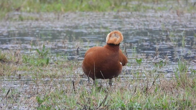 Ruddy Shelduck - ML430992141