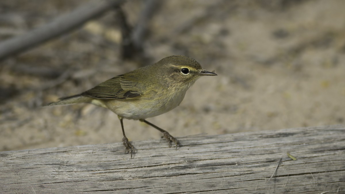 Common Chiffchaff (Common) - ML430993191