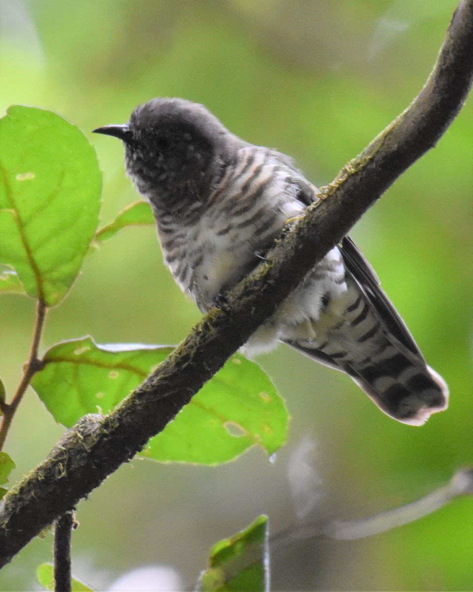 Shining Bronze-Cuckoo (Golden) - ML430993231