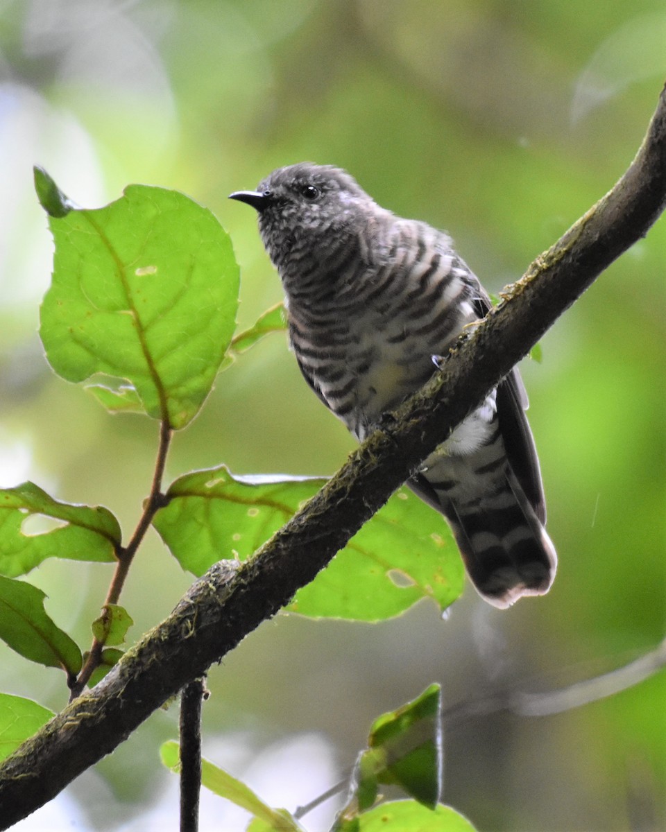 Shining Bronze-Cuckoo (Golden) - ML430993241