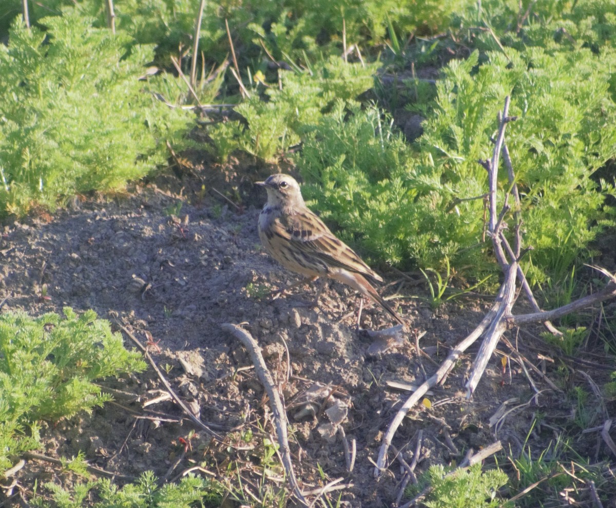 Rosy Pipit - Mohammad Arif khan