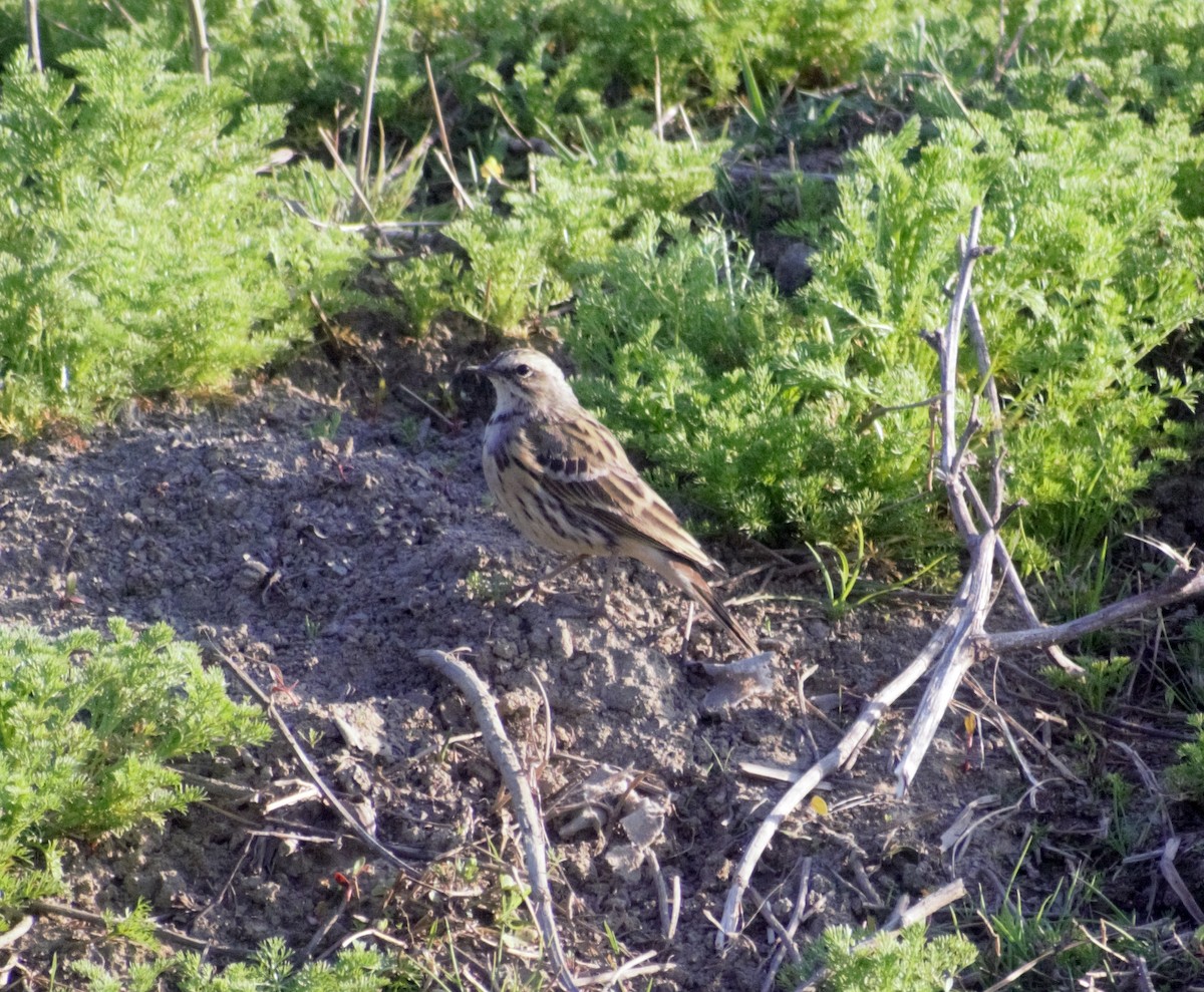 Rosy Pipit - Mohammad Arif khan