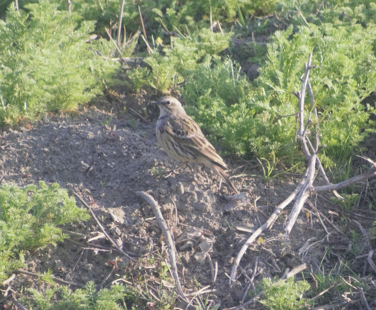 Rosy Pipit - Mohammad Arif khan