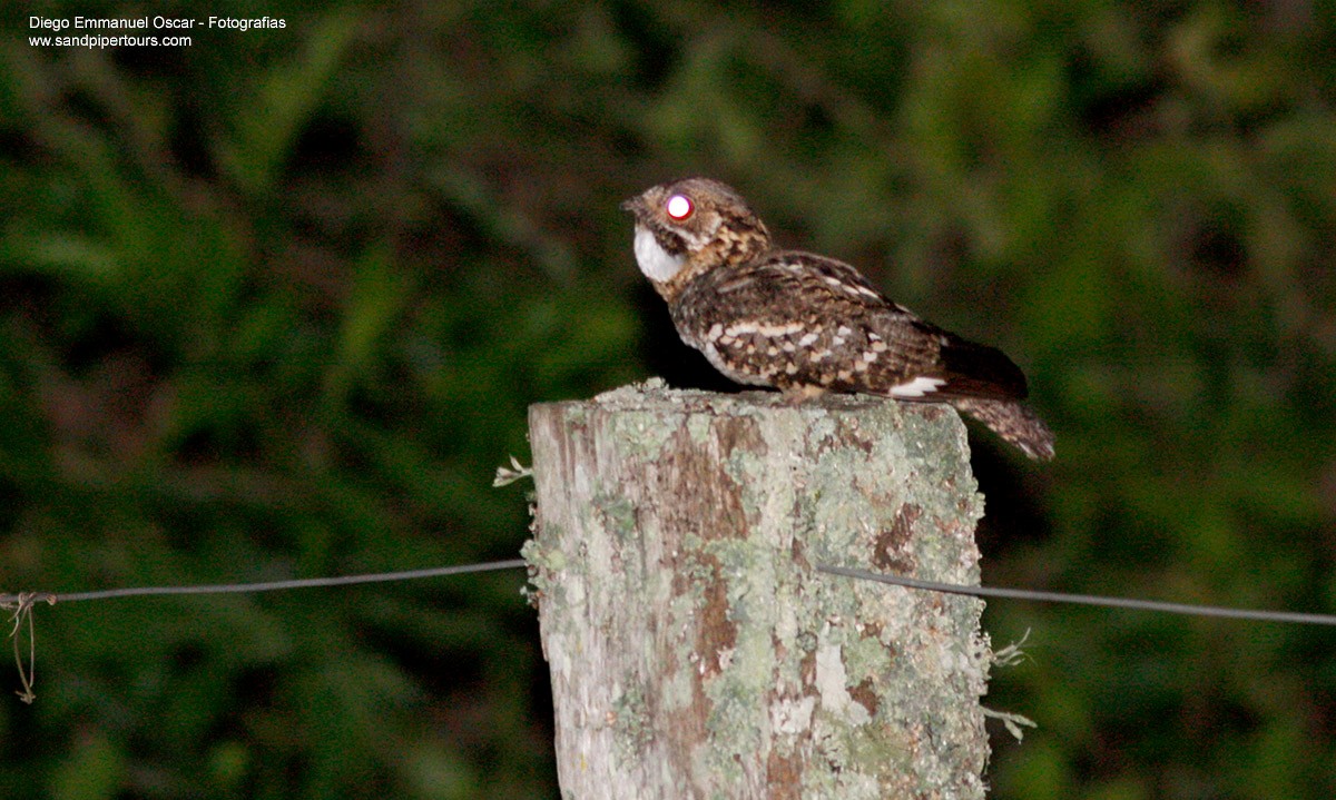 Little Nightjar - ML43099361