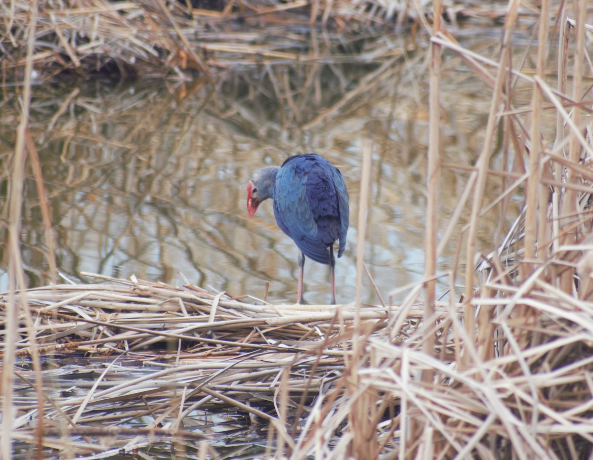 Gray-headed Swamphen - ML430993741