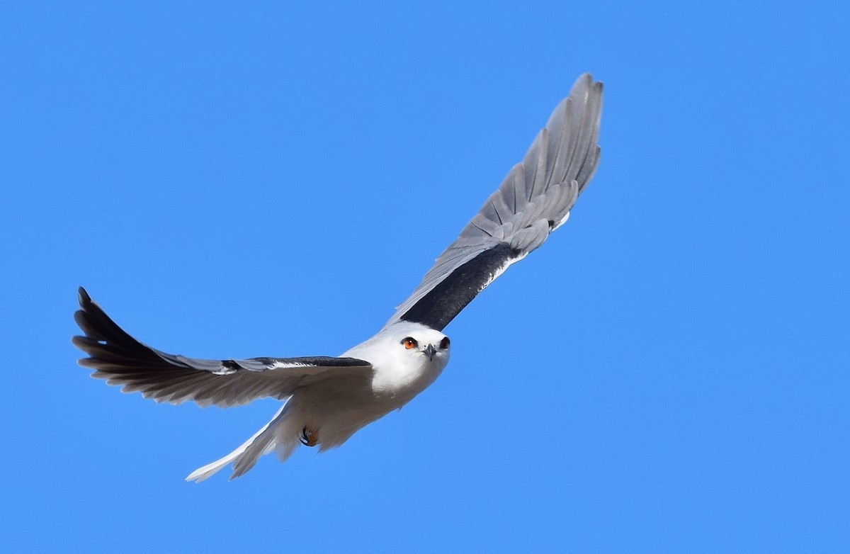 Black-shouldered Kite - ML430994631