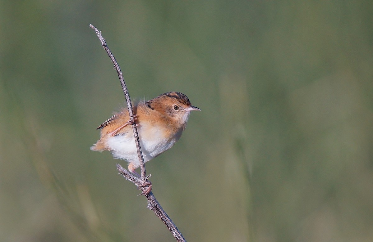 Golden-headed Cisticola - ML430994751