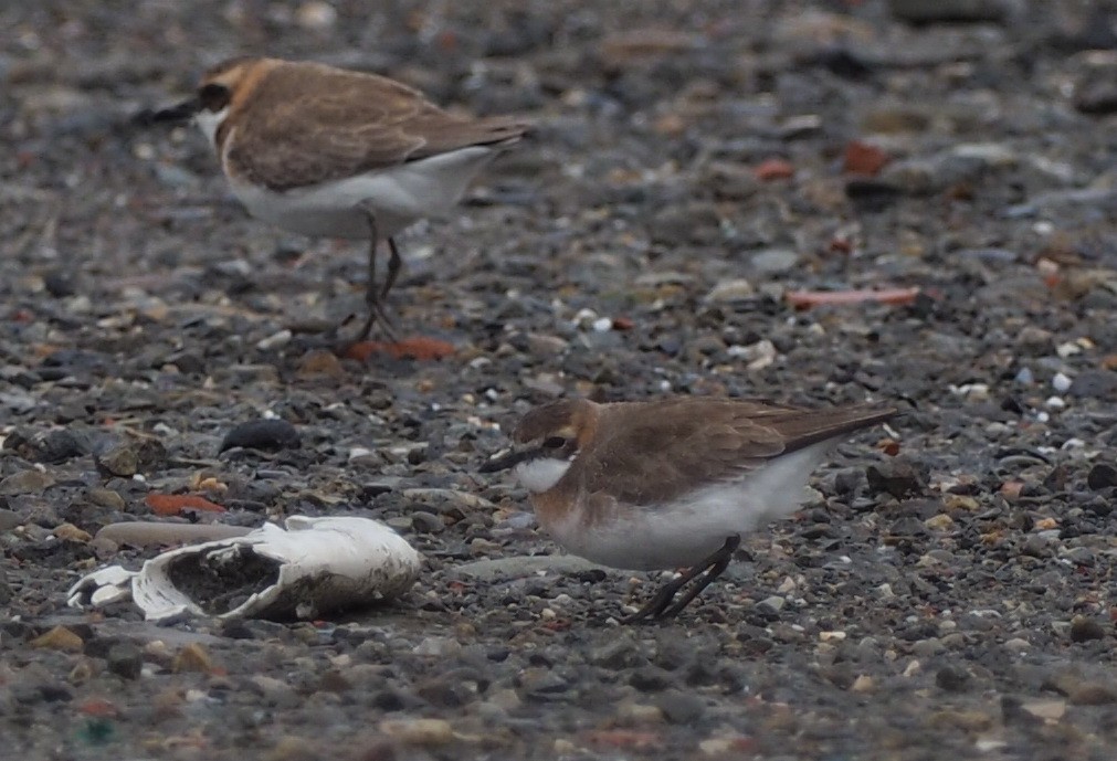 Siberian/Tibetan Sand-Plover - ML430994781