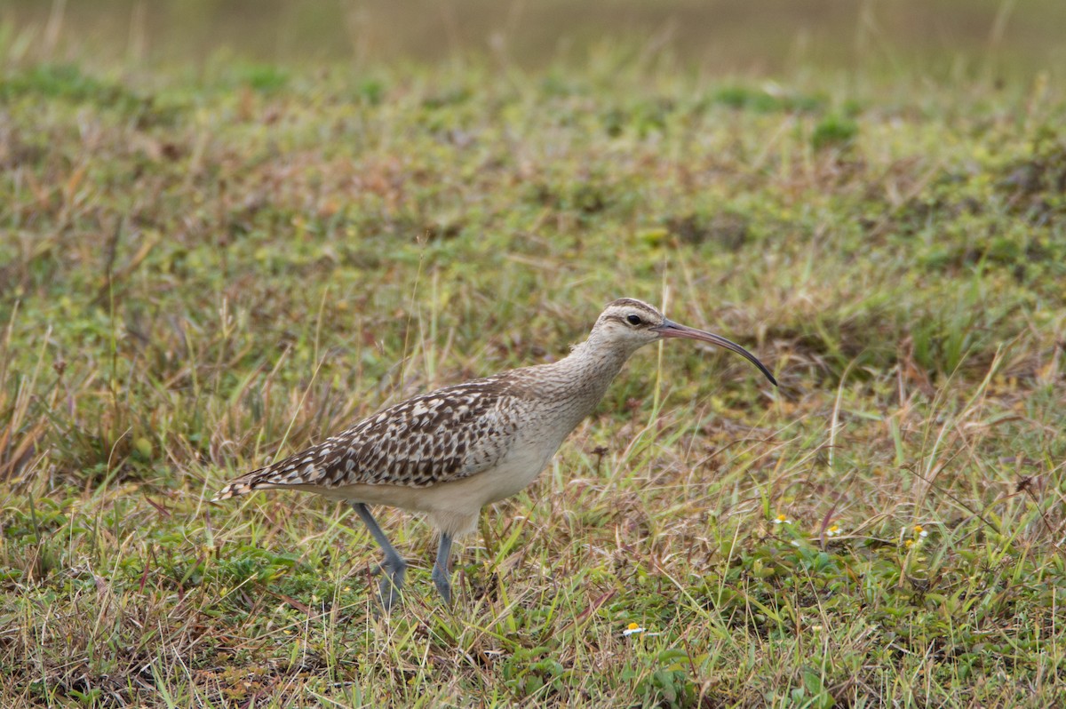 Bristle-thighed Curlew - ML430994801