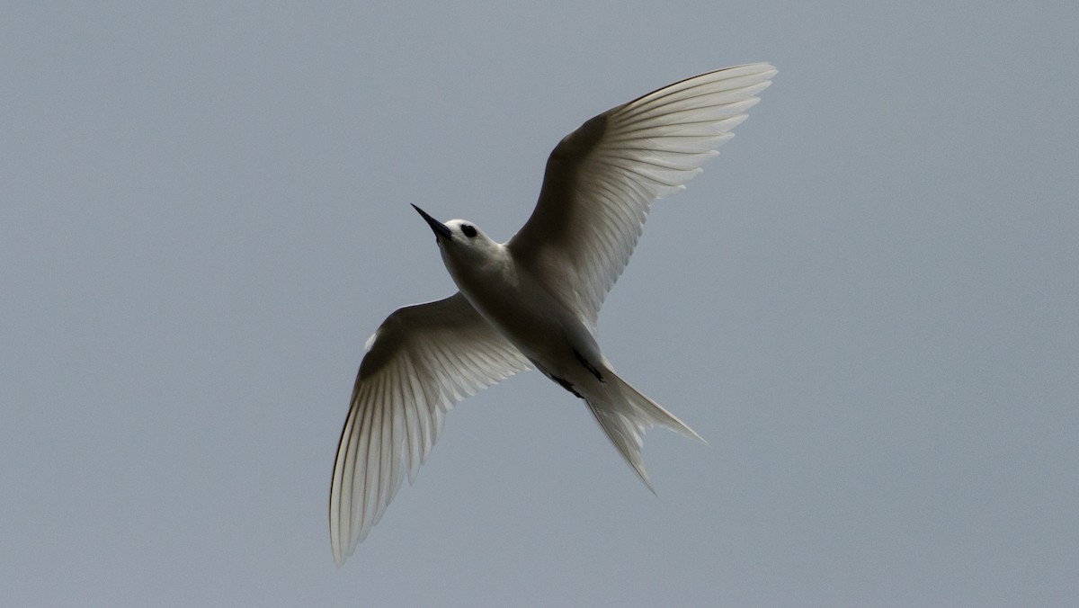 White Tern (Pacific) - Trenton Voytko