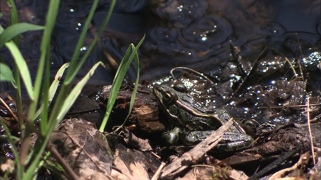 Green Frog - ML430995