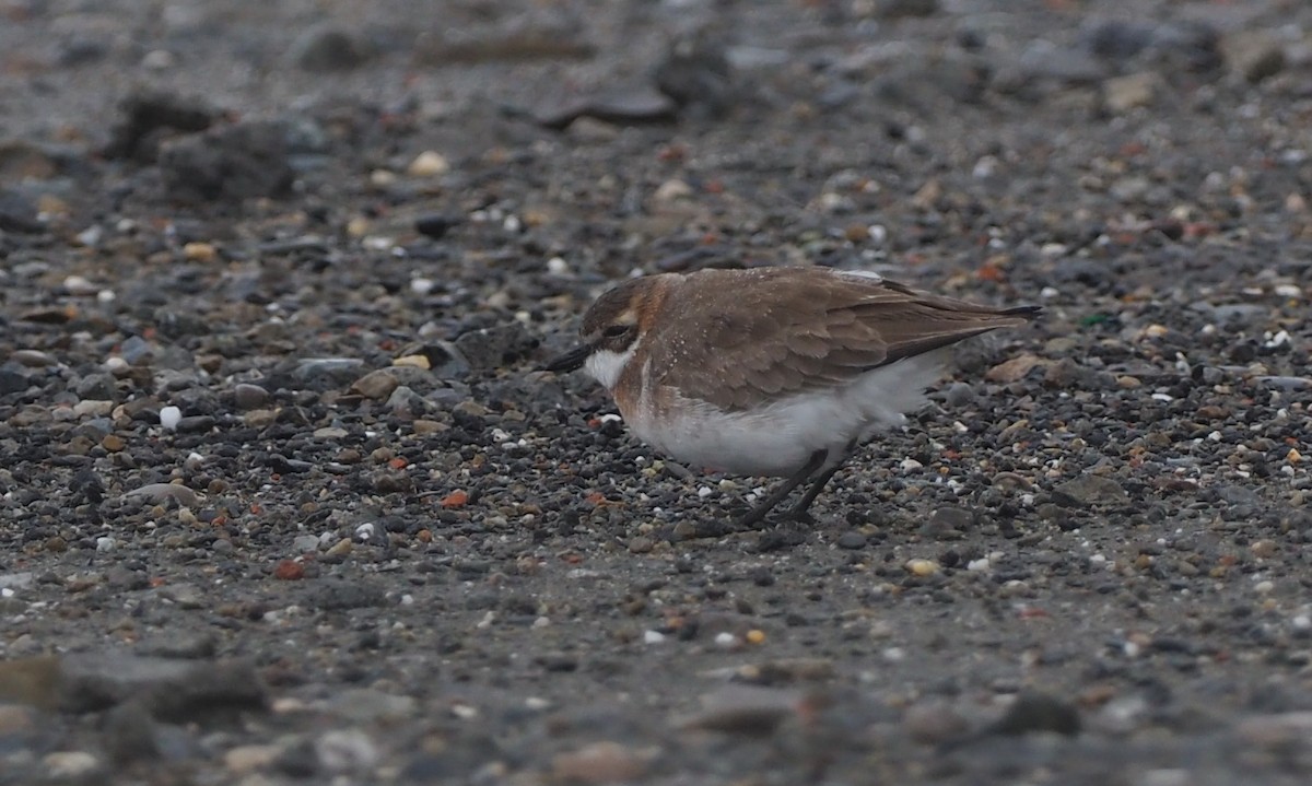 Siberian/Tibetan Sand-Plover - ML430995781