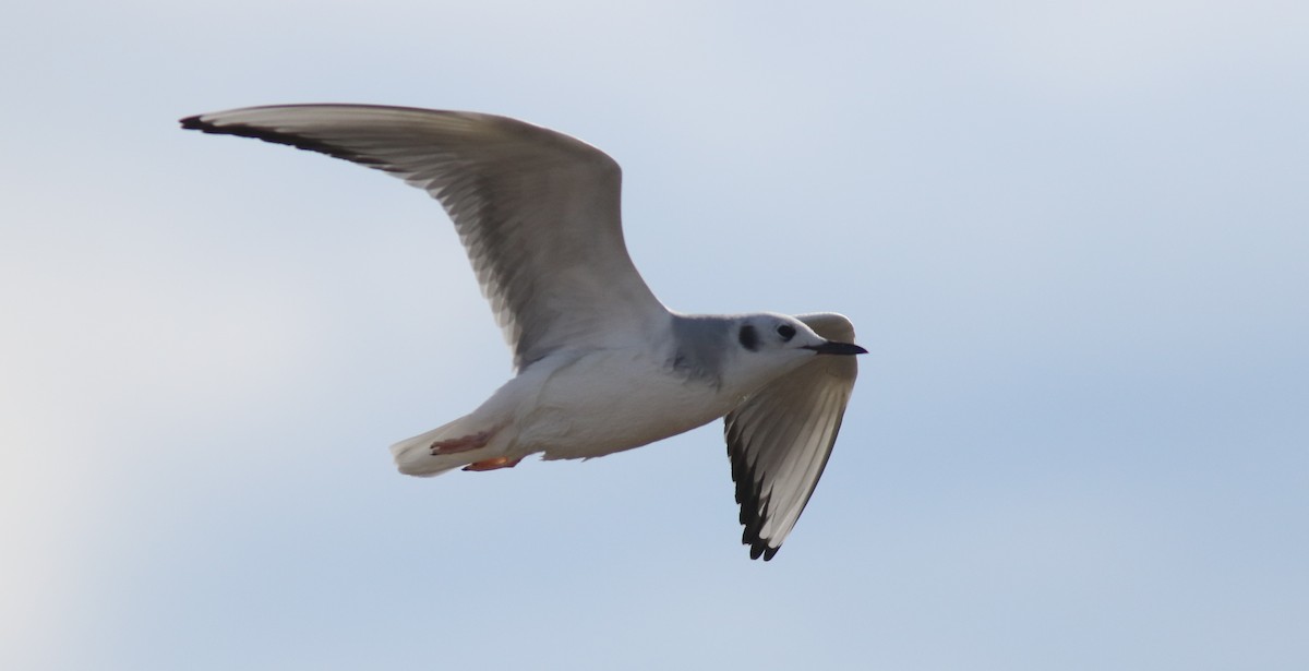 Bonaparte's Gull - ML43099641