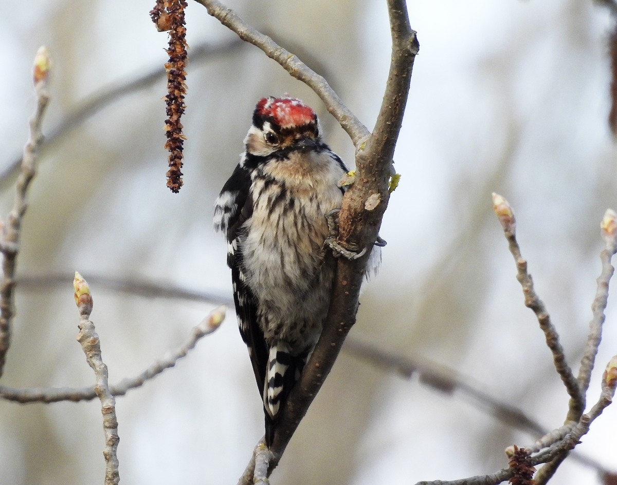 Lesser Spotted Woodpecker - Alfonso Rodrigo