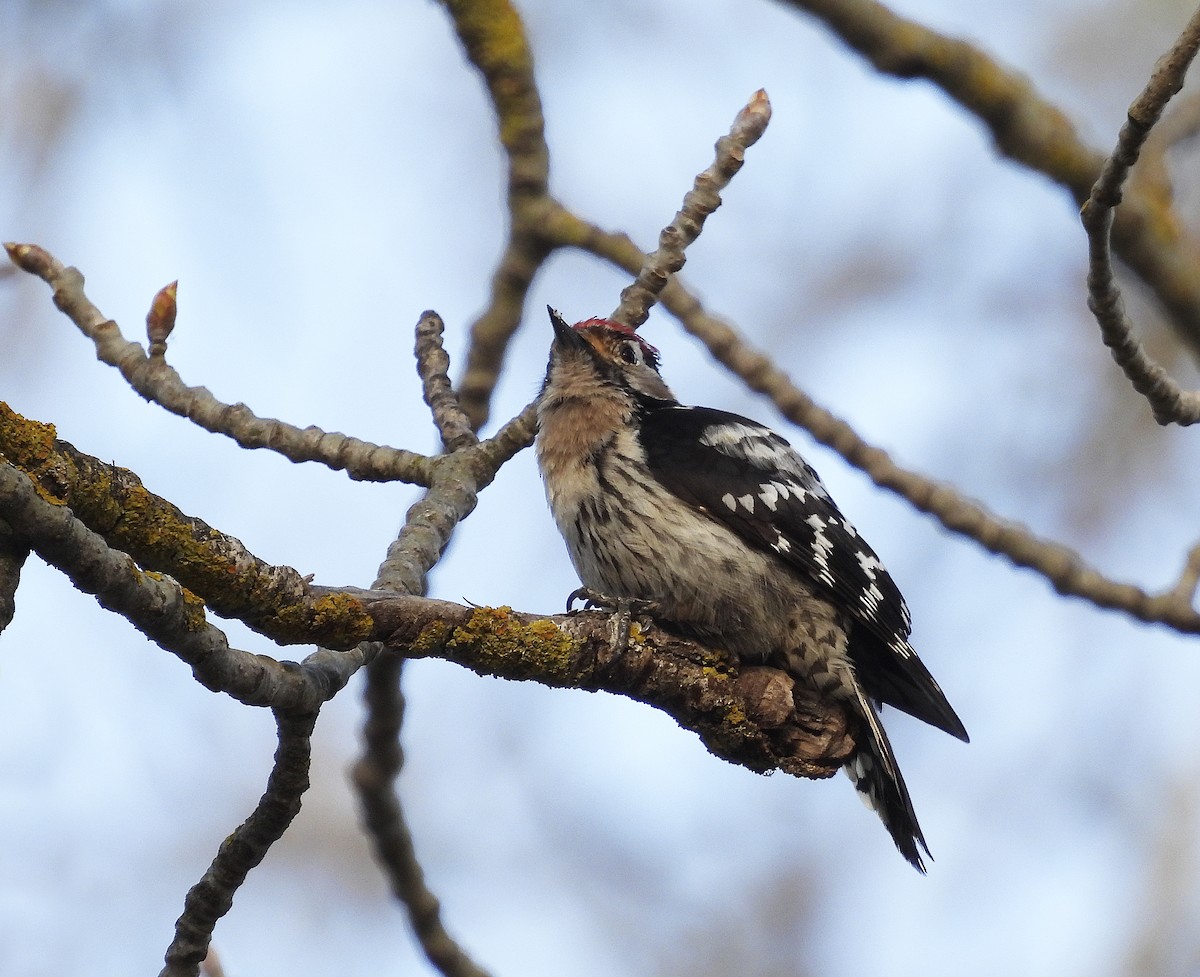 Lesser Spotted Woodpecker - ML430998021