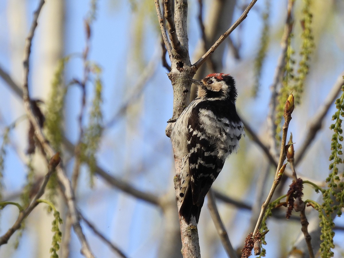 Lesser Spotted Woodpecker - ML430998051