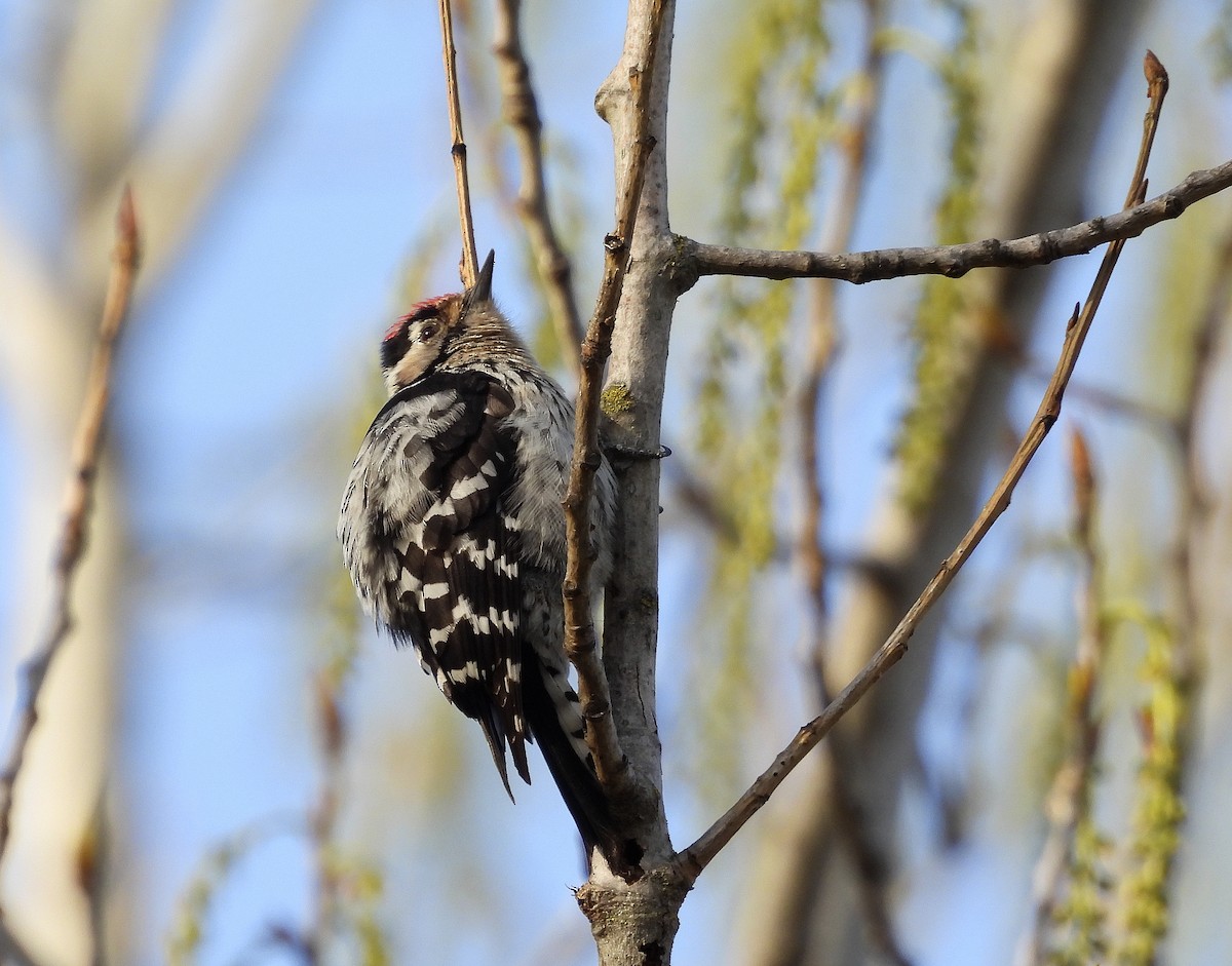 Lesser Spotted Woodpecker - ML430998151