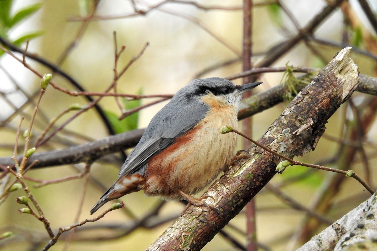 Eurasian Nuthatch - Peter Hines