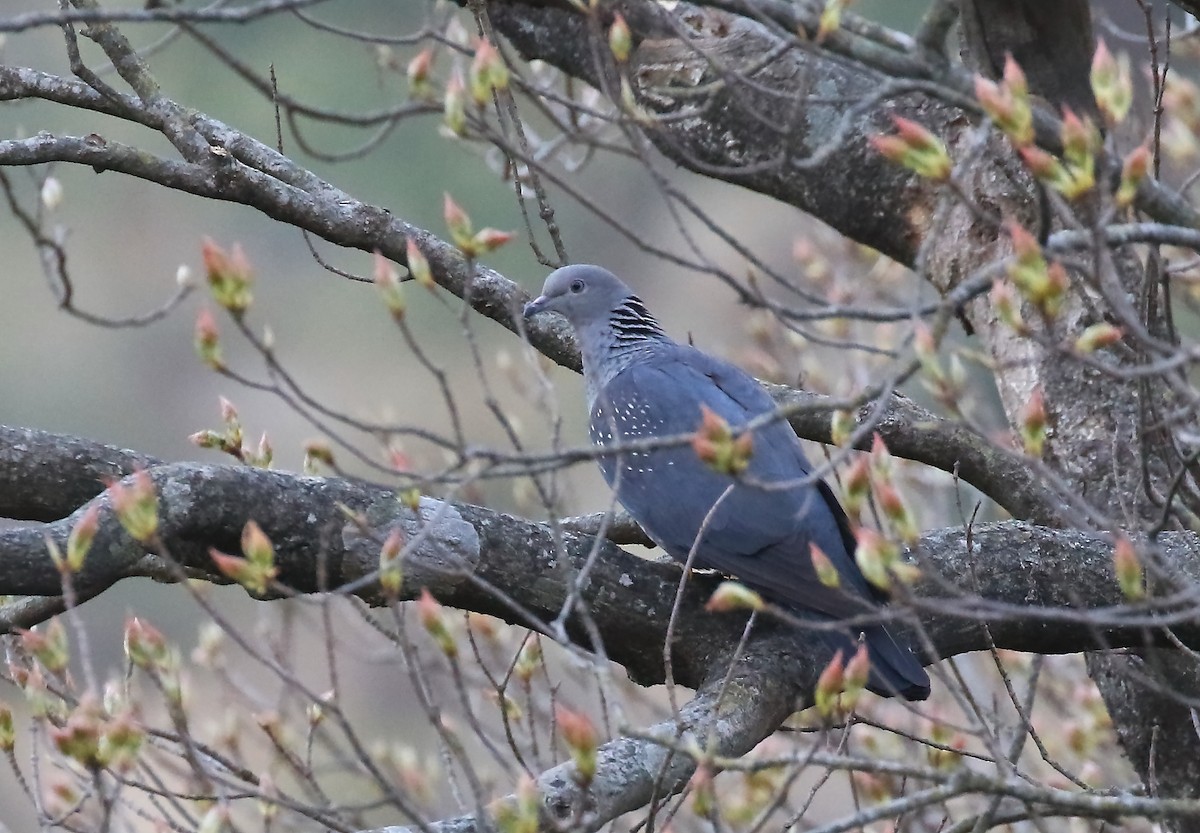 Speckled Wood-Pigeon - ML430999111