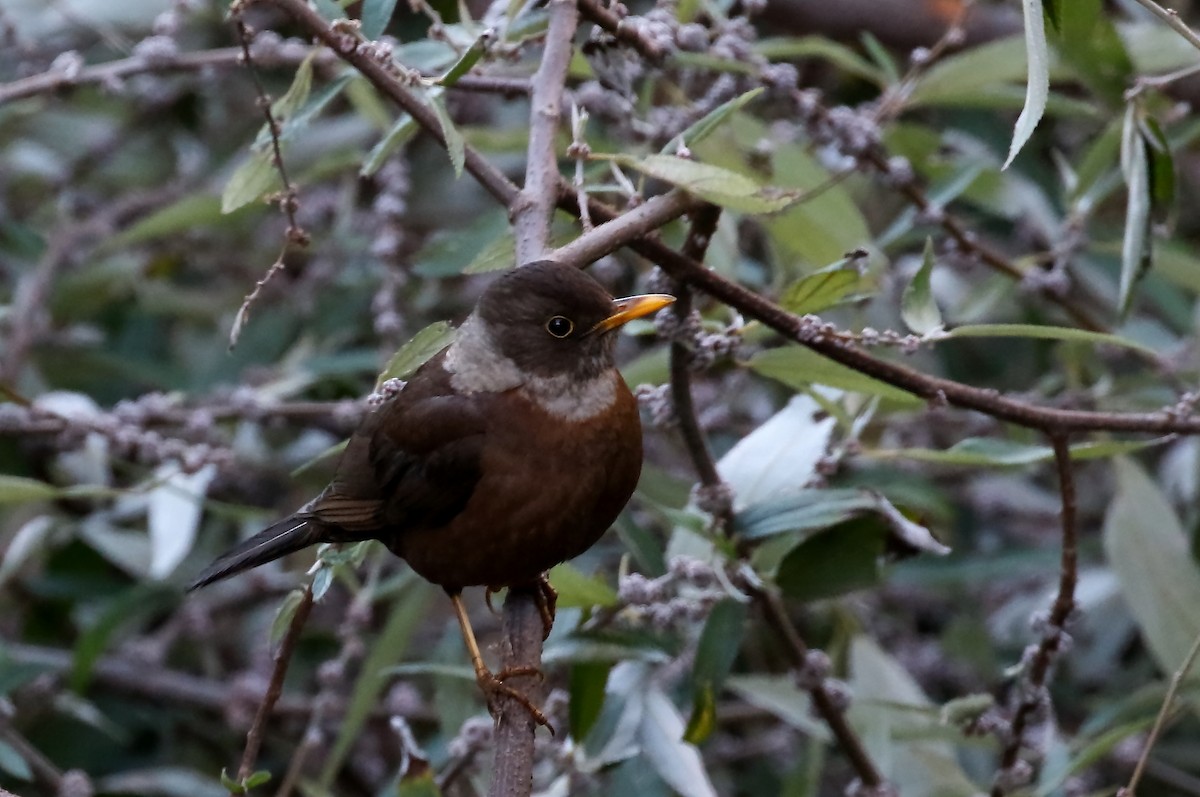 White-collared Blackbird - ML430999281