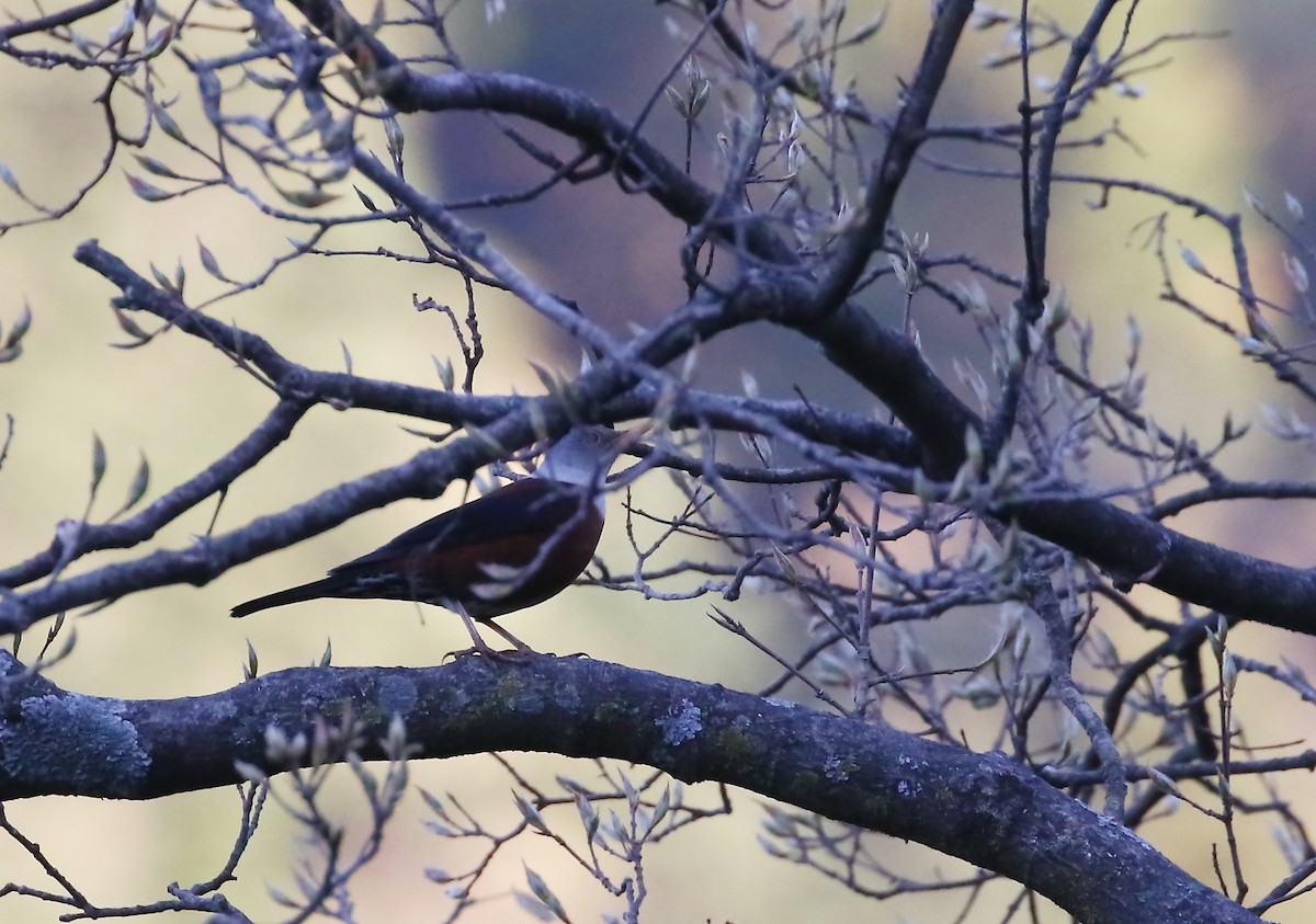 Chestnut Thrush - ML430999351