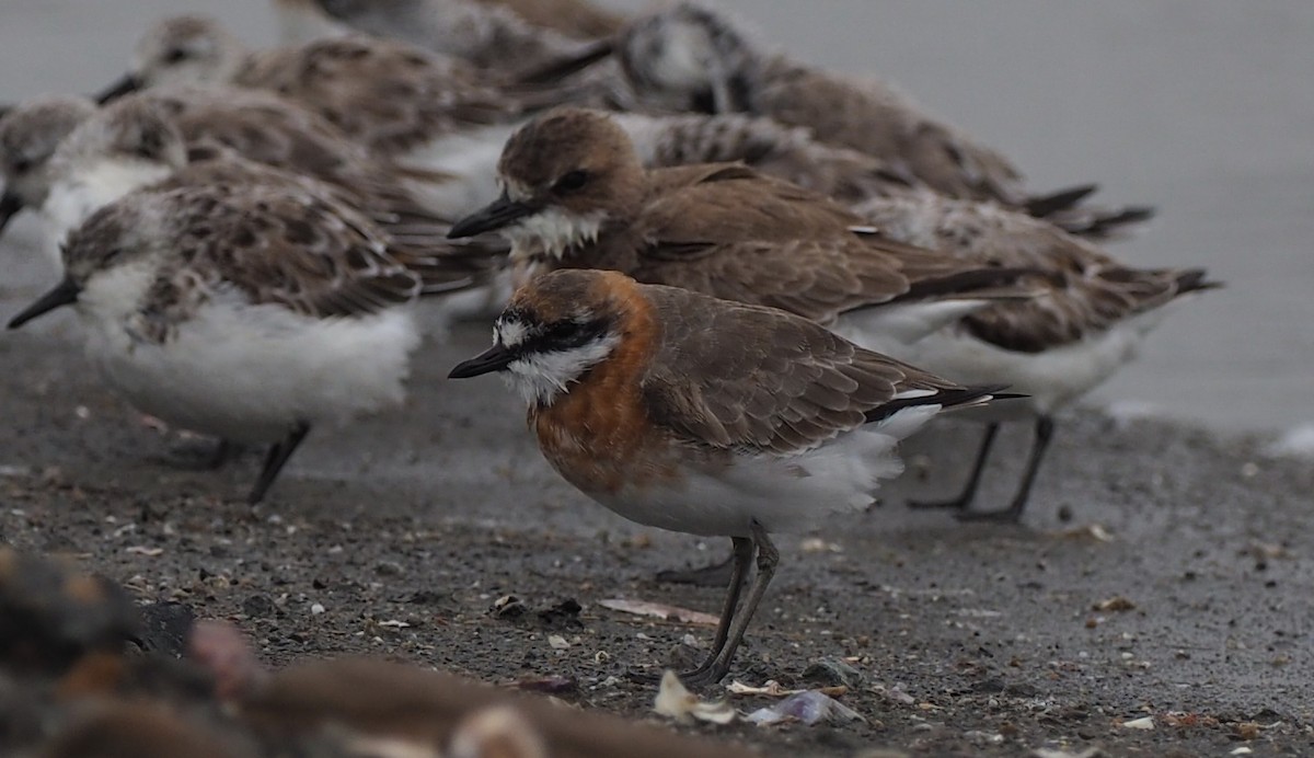 Siberian/Tibetan Sand-Plover - ML430999901