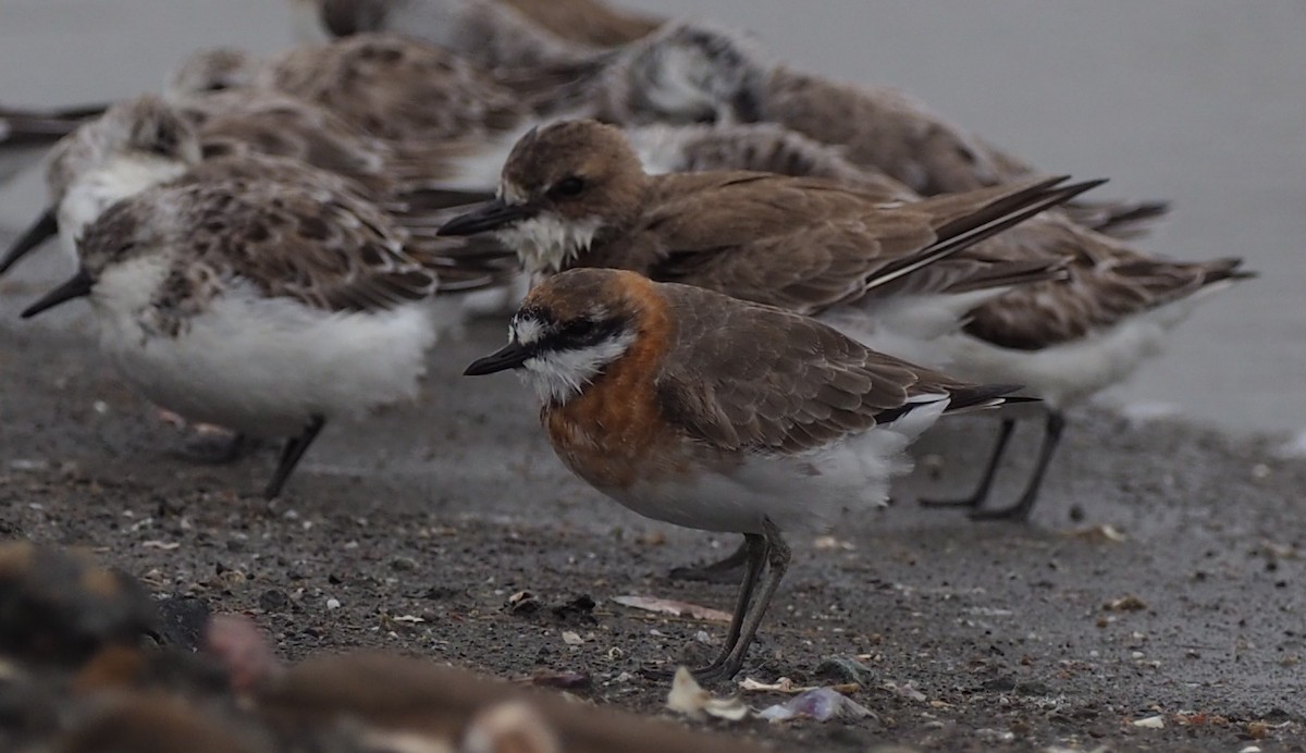 Siberian/Tibetan Sand-Plover - ML430999921