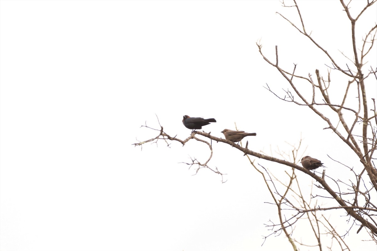 Brown-headed Cowbird - ML431001981