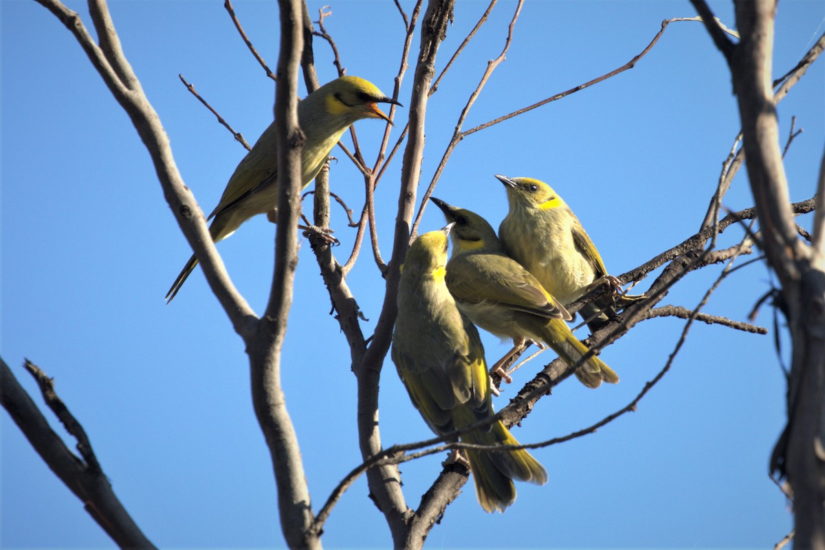 Gray-fronted Honeyeater - Steven Edwards