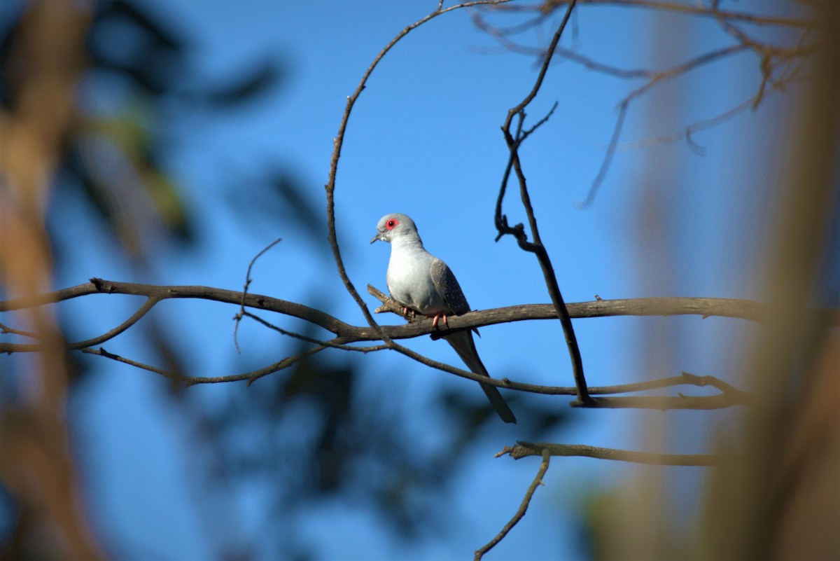 Diamond Dove - ML431003721