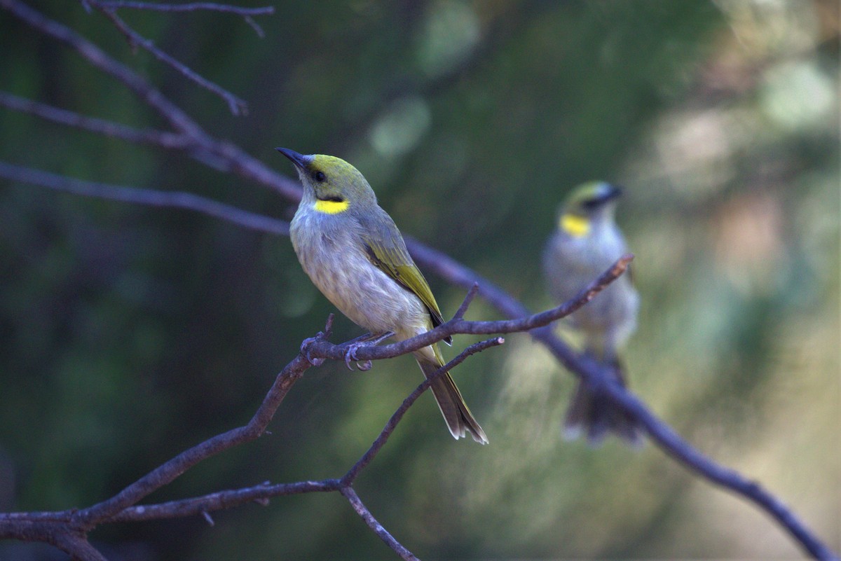 Gray-fronted Honeyeater - ML431003811