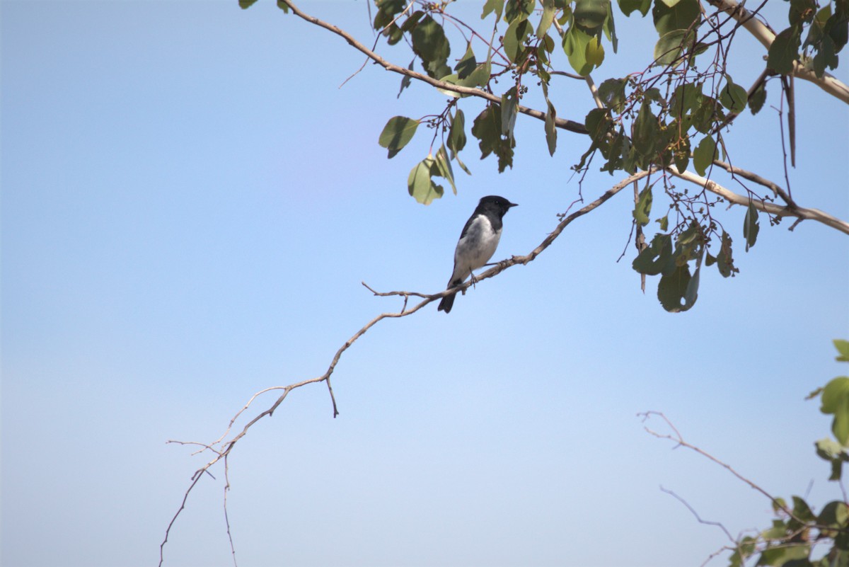 Hooded Robin - ML431005531