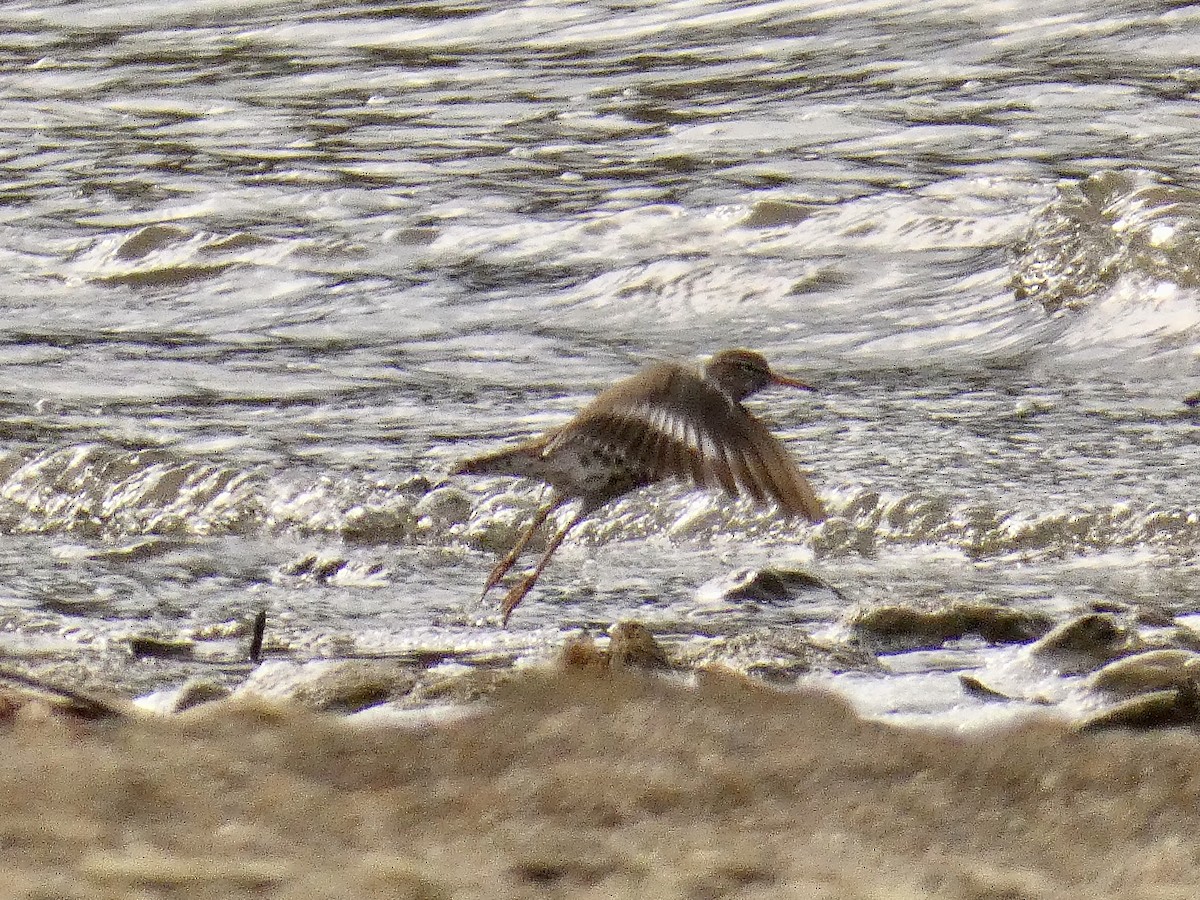 Spotted Sandpiper - ML431006911