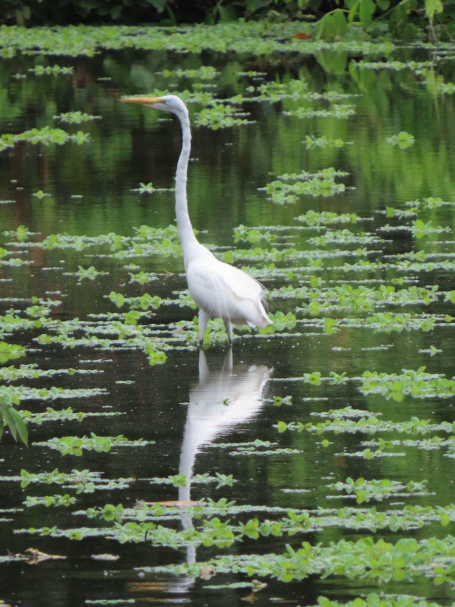 Большая белая цапля (egretta) - ML431007401