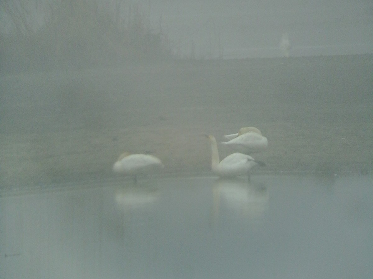 Tundra Swan (Bewick's) - ML43100781