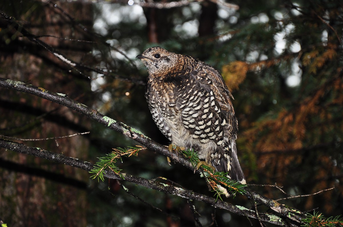 Siberian Grouse - ML431008111