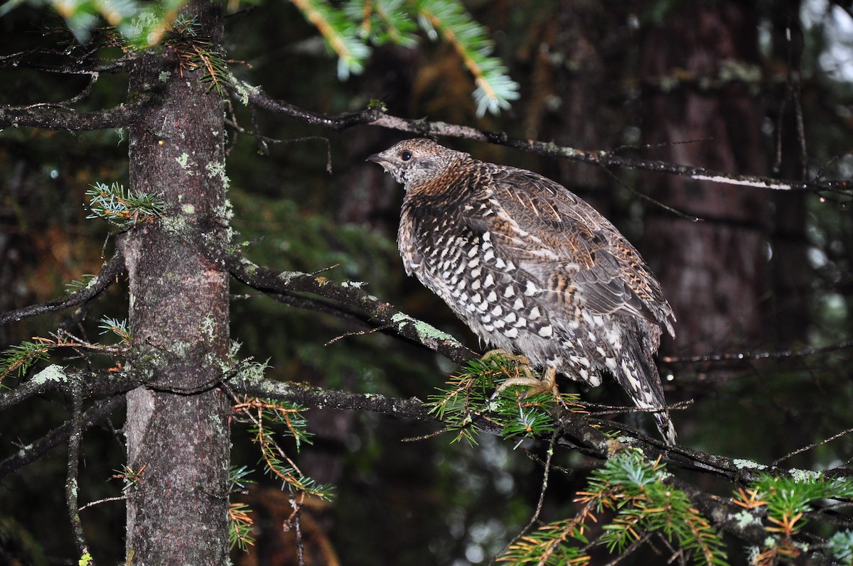 Siberian Grouse - ML431008121