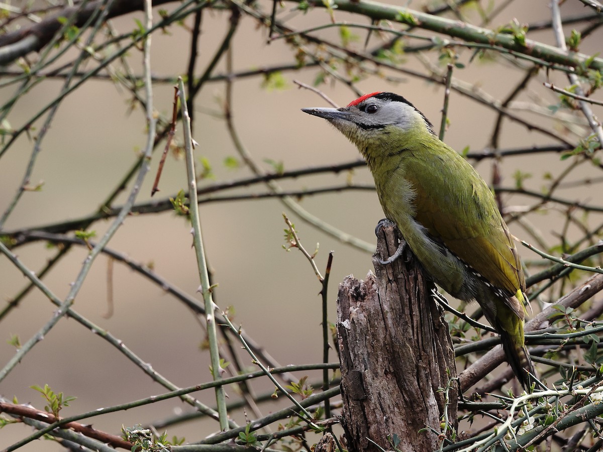 Gray-headed Woodpecker - Gowri Shankar S