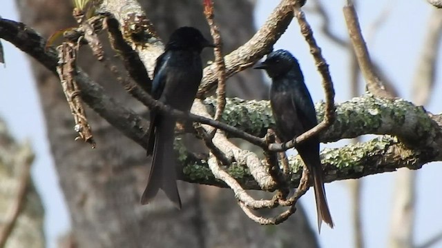 Drongo Bronceado - ML431008961