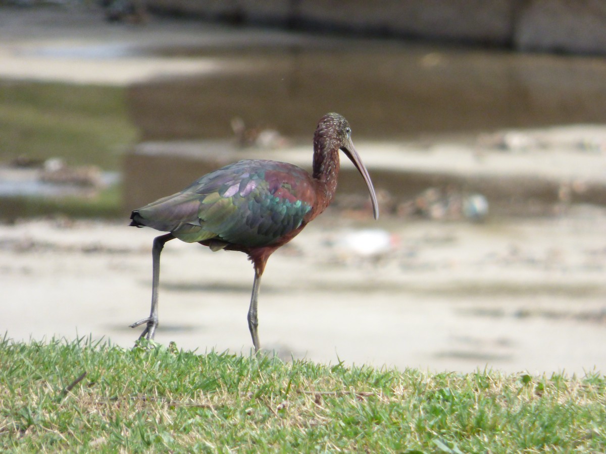 ibis hnědý - ML431009041