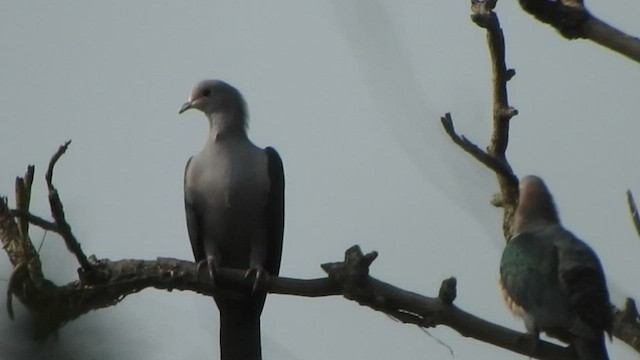 Green Imperial-Pigeon - ML431009141