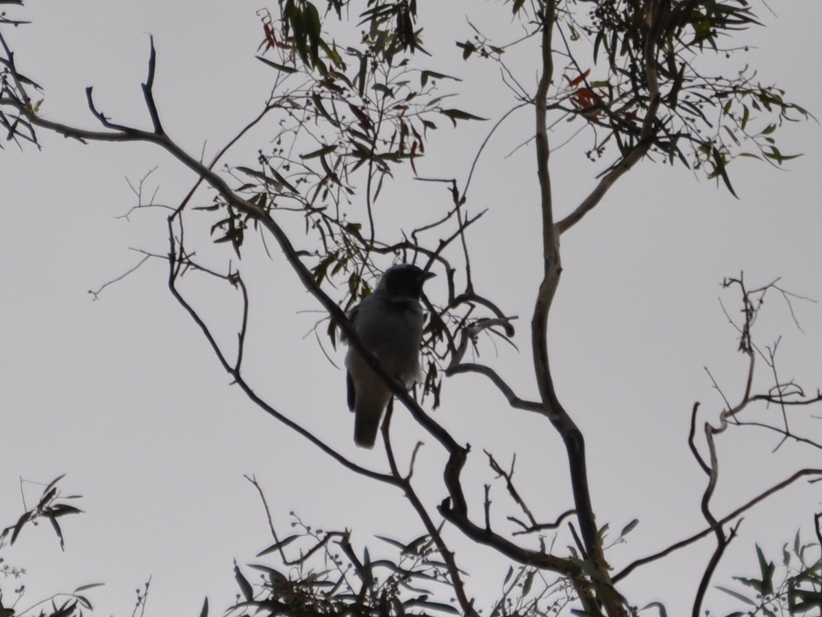 Black-faced Cuckooshrike - ML431009331