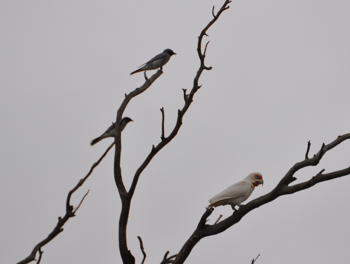 Black-faced Cuckooshrike - ML431009371