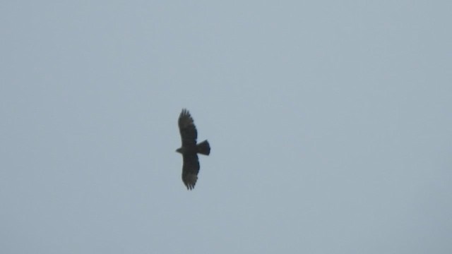 Rufous-bellied Eagle - ML431009381