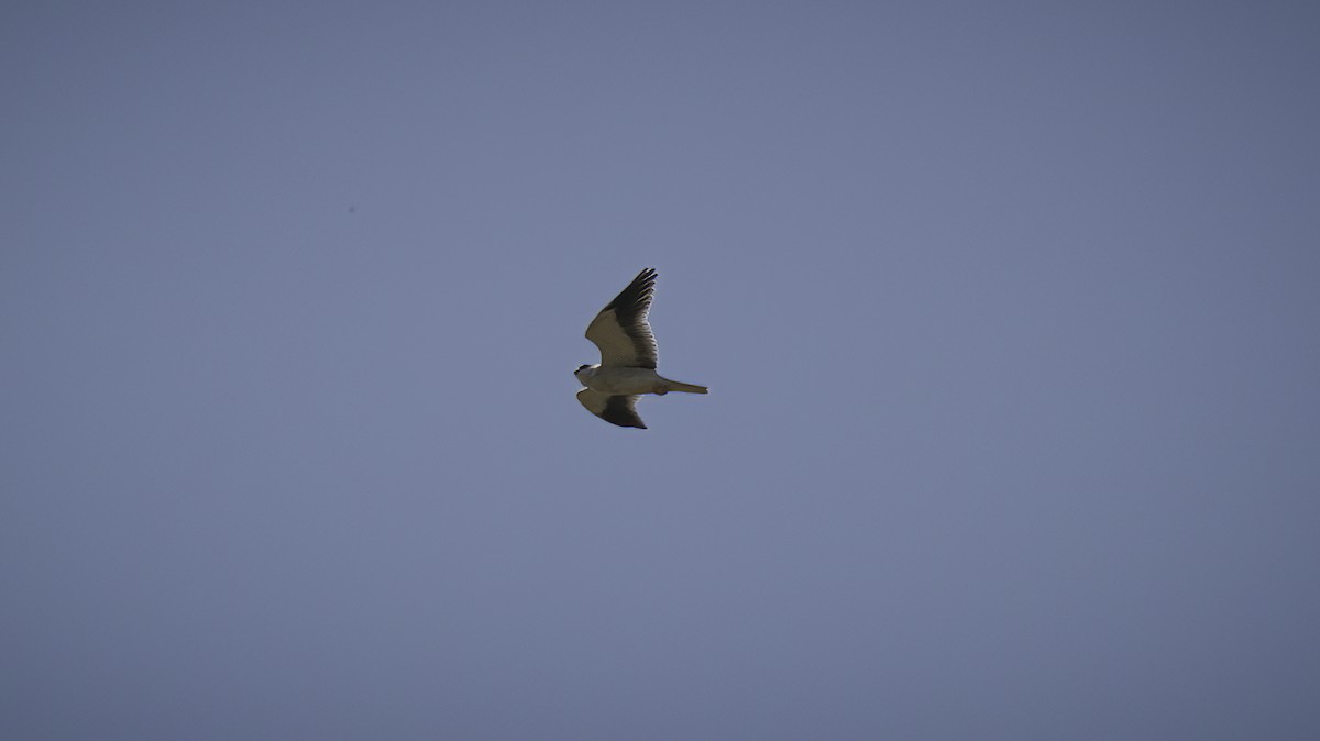 Black-winged Kite (Asian) - ML431010061