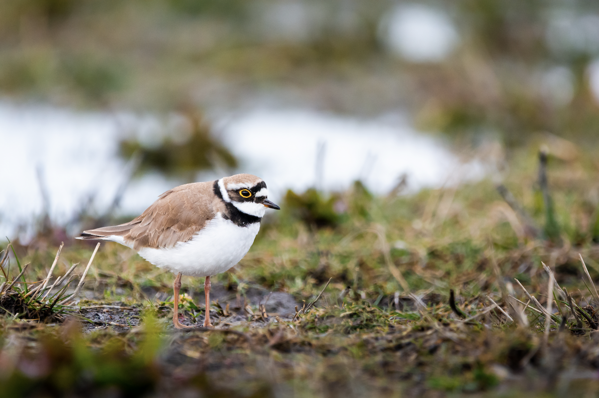 Little Ringed Plover - ML431010081